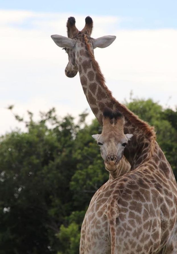giraffe mom cuddle