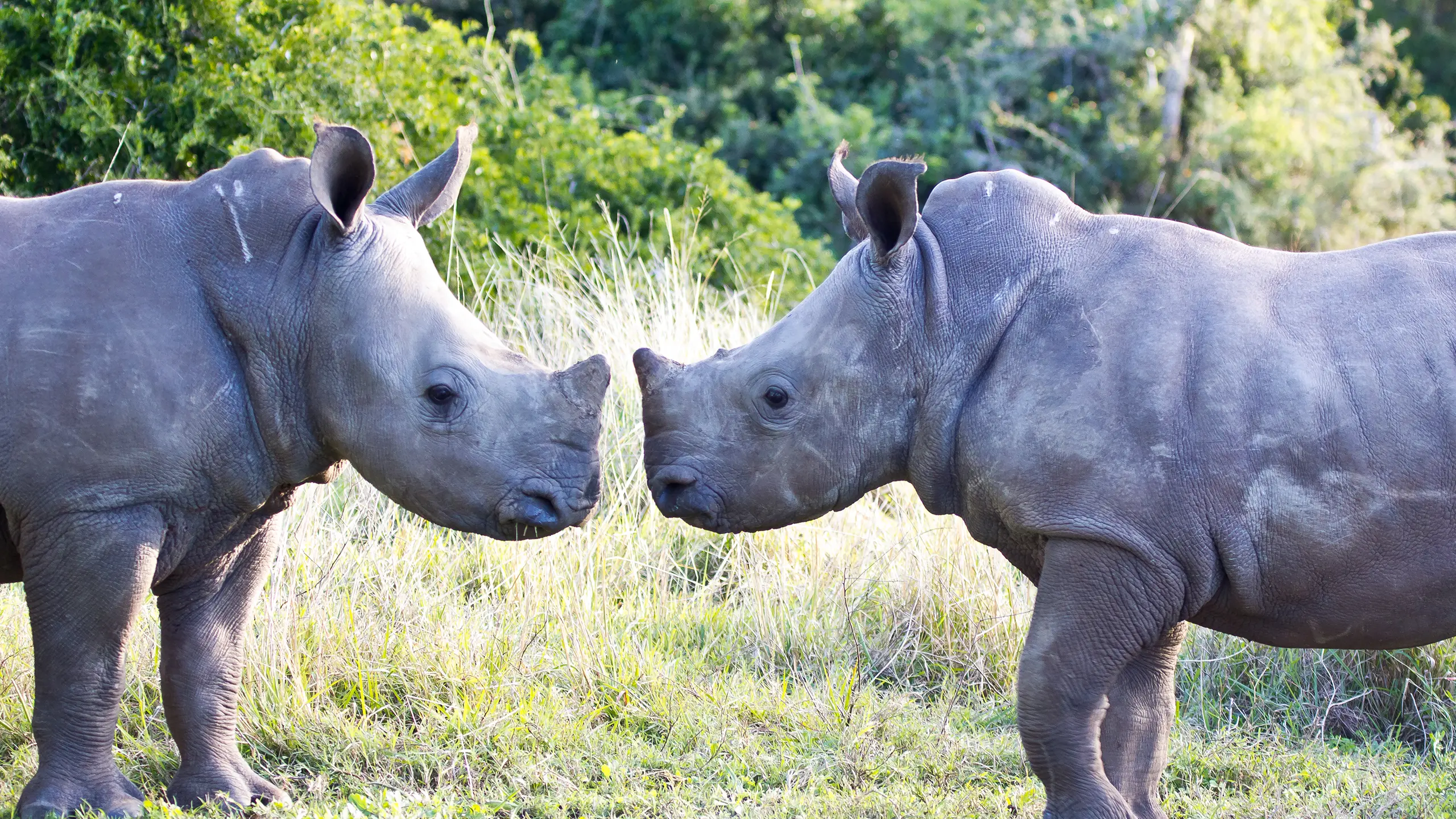 sibuya-rhino-foundation-sibuya-game-reserve